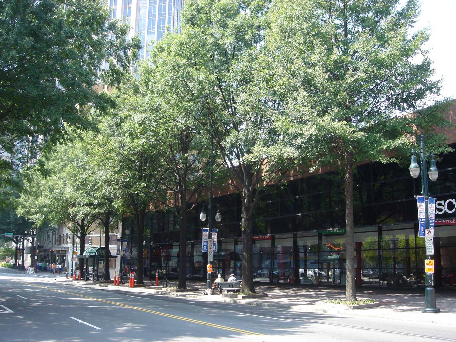 Charlotte, NC Trees In Suspended Pavement Look Great 25 Years Later